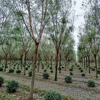 秦皇岛种植国槐陕西国槐种植基地