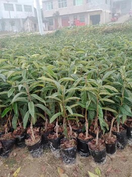 浙江冠玉枇杷一年生袋苗報價枇杷苗