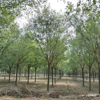 阿勒泰國槐價格陜西國槐種植基地