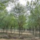 榆林国槐批发西安苗木种植基地产品图
