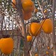 鞍山柿子樹苗圖