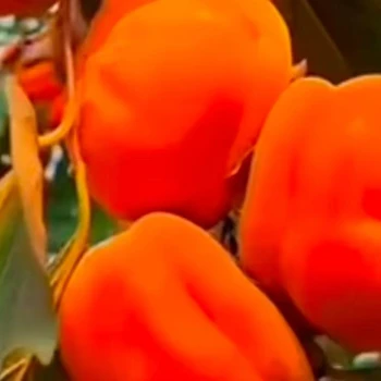 阜新哪里有賣柿子樹(shù)苗