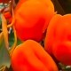 朝阳柿子树苗图