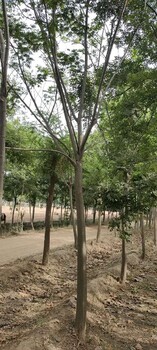 青岛10公分带帽合欢树基地