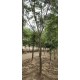 德州18公分带帽合欢树出售批发产品图