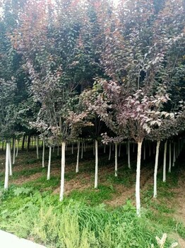 陜西紅葉李基地2024年西安紫葉李新價(jià)格