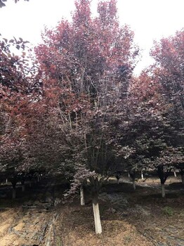 陜西紅葉李基地2024年西安紫葉李新價(jià)格
