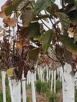 大連長海8公分玉蘭花樹玉蘭花苗