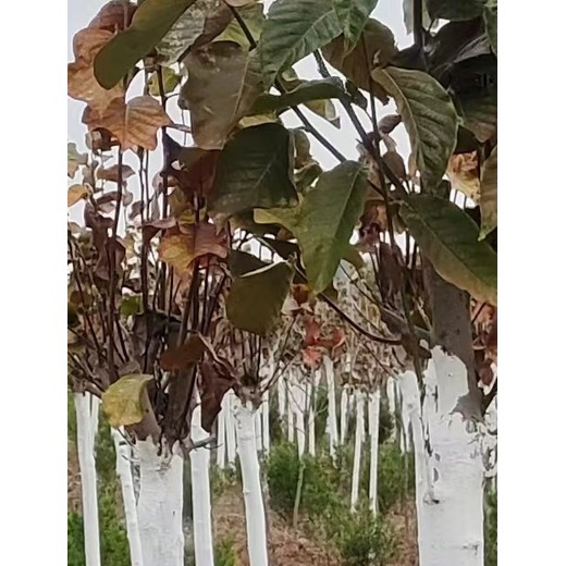 普蘭店6公分玉蘭花樹(shù)白玉蘭