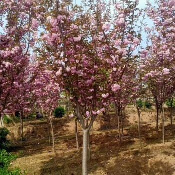 樱花苗木日本晚樱西安樱花基地