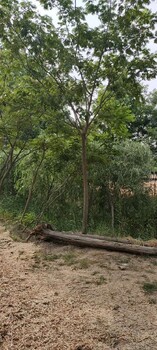 西藏合歡苗基地