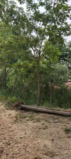 30公分合歡樹(shù)圖片