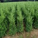 洛隆縣塔柏種植基地2024塔柏最新行情