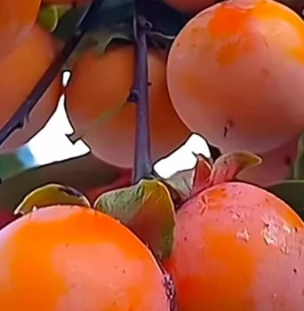 瓦房店好管理的別墅庭院小區(qū)植物品種大全