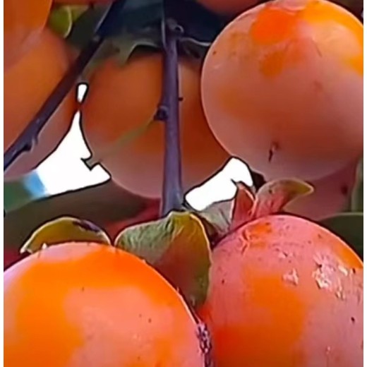 瓦房店出售柿子树苗10公分脆甜水果柿子