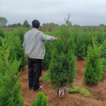 吐鲁番塔柏种植基地2024塔柏新行情