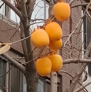 普蘭店大量出售東方柿子樹苗柿子樹基地