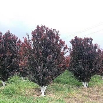 陜西紅葉李基地2024年西安紫葉李新價(jià)格
