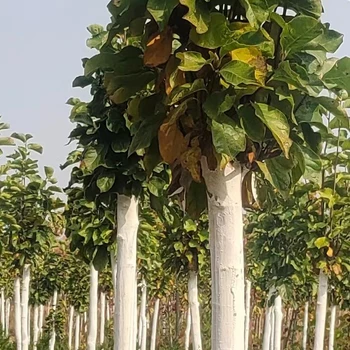 河北石家莊求購玉蘭花玉蘭花樹苗