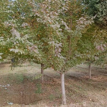 贵州黔西南种植樱花基地