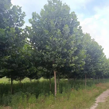 2024法桐新價(jià)格威法桐批發(fā)價(jià)格