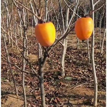 葫芦岛本地柿子树苗