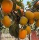 出售柿子樹苗圖