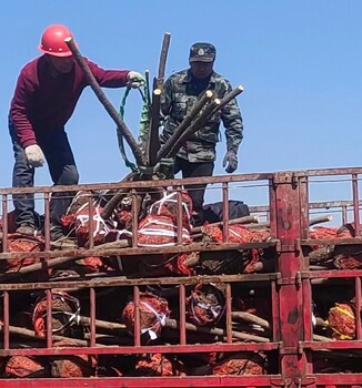 沈阳哪里有出售柿子树苗柿子树基地