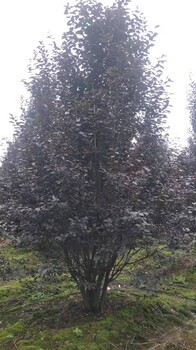陜西紅葉李基地2024年西安紫葉李新價(jià)格