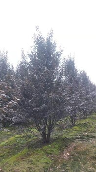 陜西紅葉李基地2024年西安紫葉李新價(jià)格