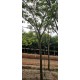 贵州20公分带帽合欢树出售批发产品图