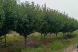 新疆喀什种植樱花批发价格