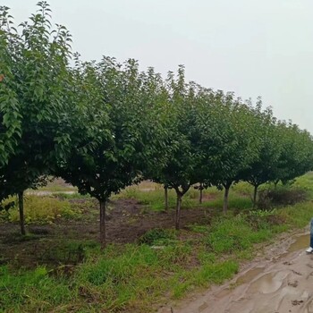 樱花苗木日本晚樱西安樱花基地