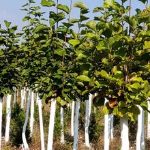 朝陽哪里有賣玉蘭花樹8公分玉蘭圖片