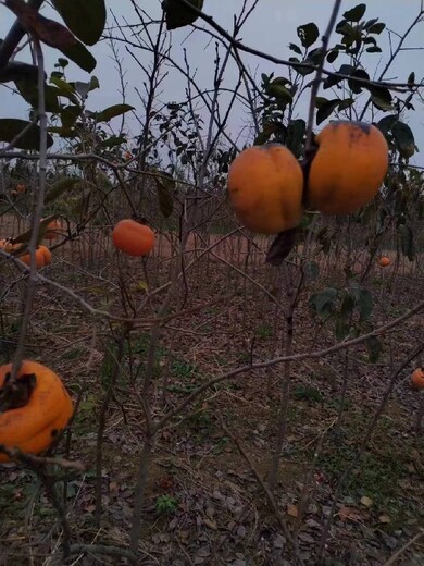 鞍山庭院绿植花卉苗木别墅绿化