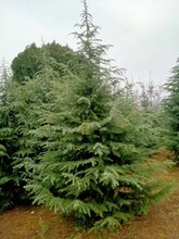 云南昆明供應(yīng)雪松優(yōu)質(zhì)雪松批發(fā)圖片