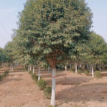 桑珠孜区供应大叶女贞基地