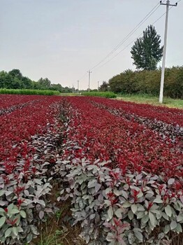 周至供應(yīng)紫葉矮櫻批發(fā)價格