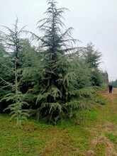紅塔區(qū)種植雪松優(yōu)質(zhì)雪松批發(fā)圖片