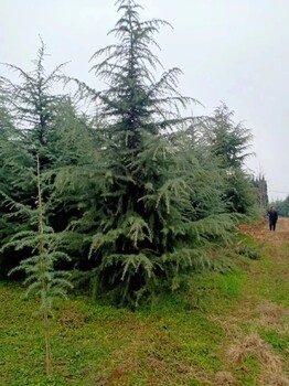 华亭县批发雪松雪松批发