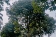 七叶树苗圃种植内蒙古呼伦贝尔供应七叶树
