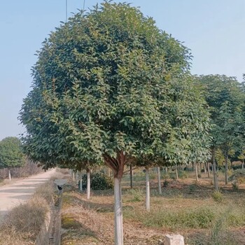 南皮县批发大叶女贞基地