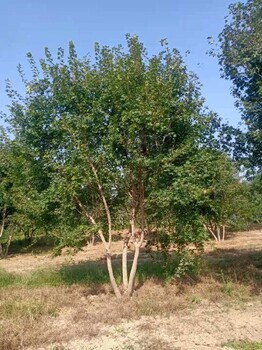 西安五角枫批发价格供应五角枫基地陕西五角枫基地