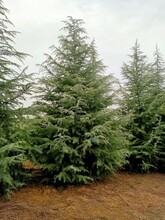 河北邯鄲批發(fā)雪松優(yōu)質(zhì)雪松批發(fā)圖片