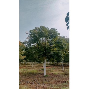 七叶树苗圃种植重庆南岸行情七叶树