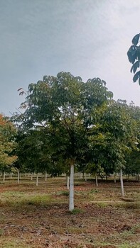 七葉樹苗圃種植北京朝陽銷售七葉樹