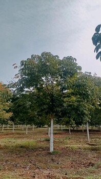 七叶树苗圃种植内蒙古赤峰销售七叶树