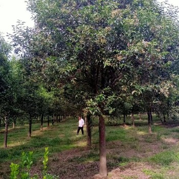 桑珠孜区供应大叶女贞基地