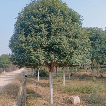 南皮县批发大叶女贞基地