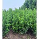 皋兰县种植大叶黄杨产品图